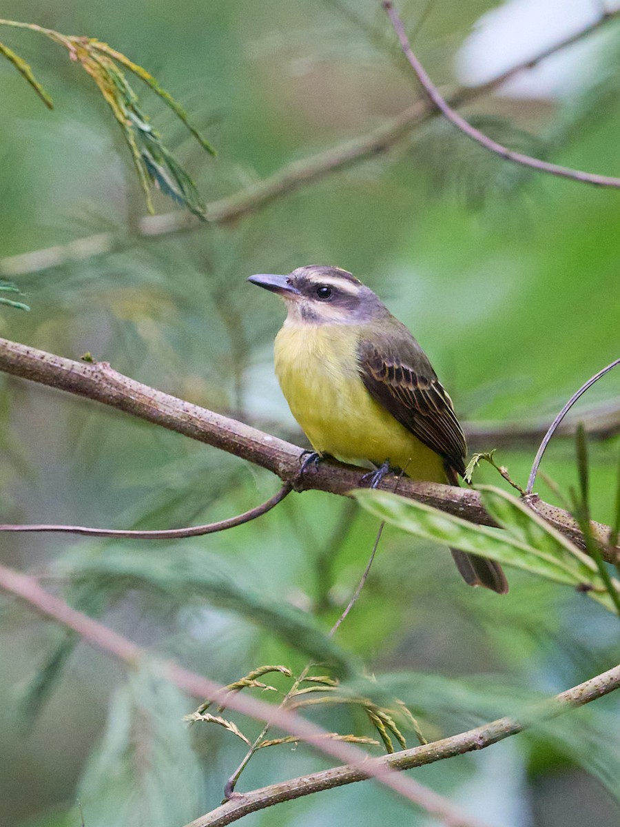 Sarı Taçlı Tiran - ML647852844