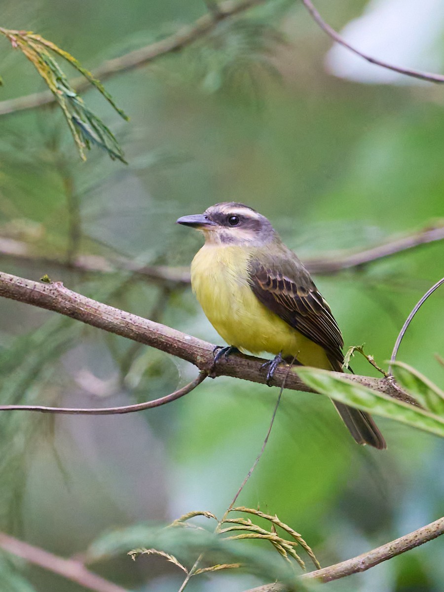 Sarı Taçlı Tiran - ML647852845