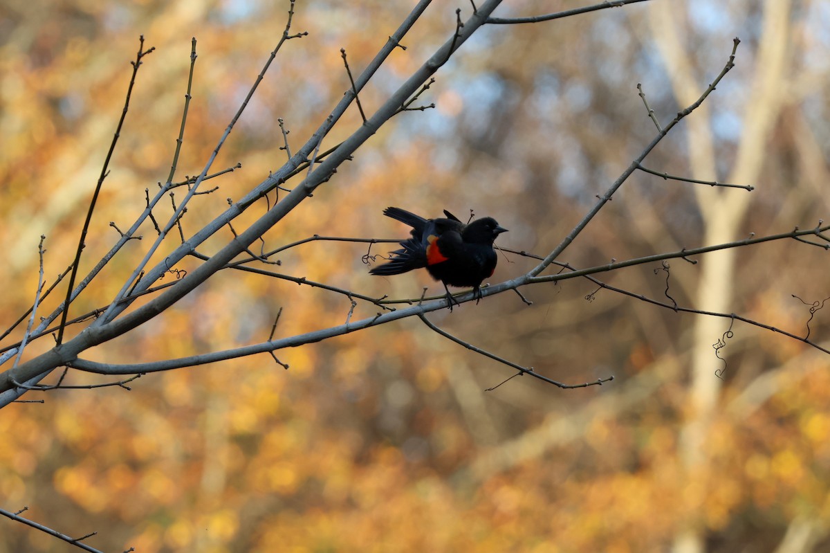 Al Kanatlı Karatavuk - ML647852846