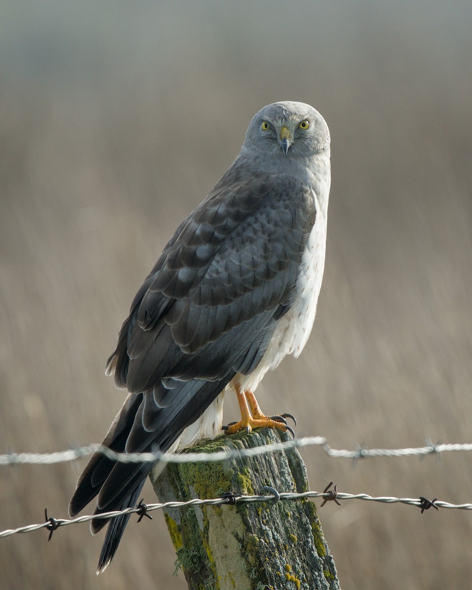 Amerika Delicesi - ML647852847