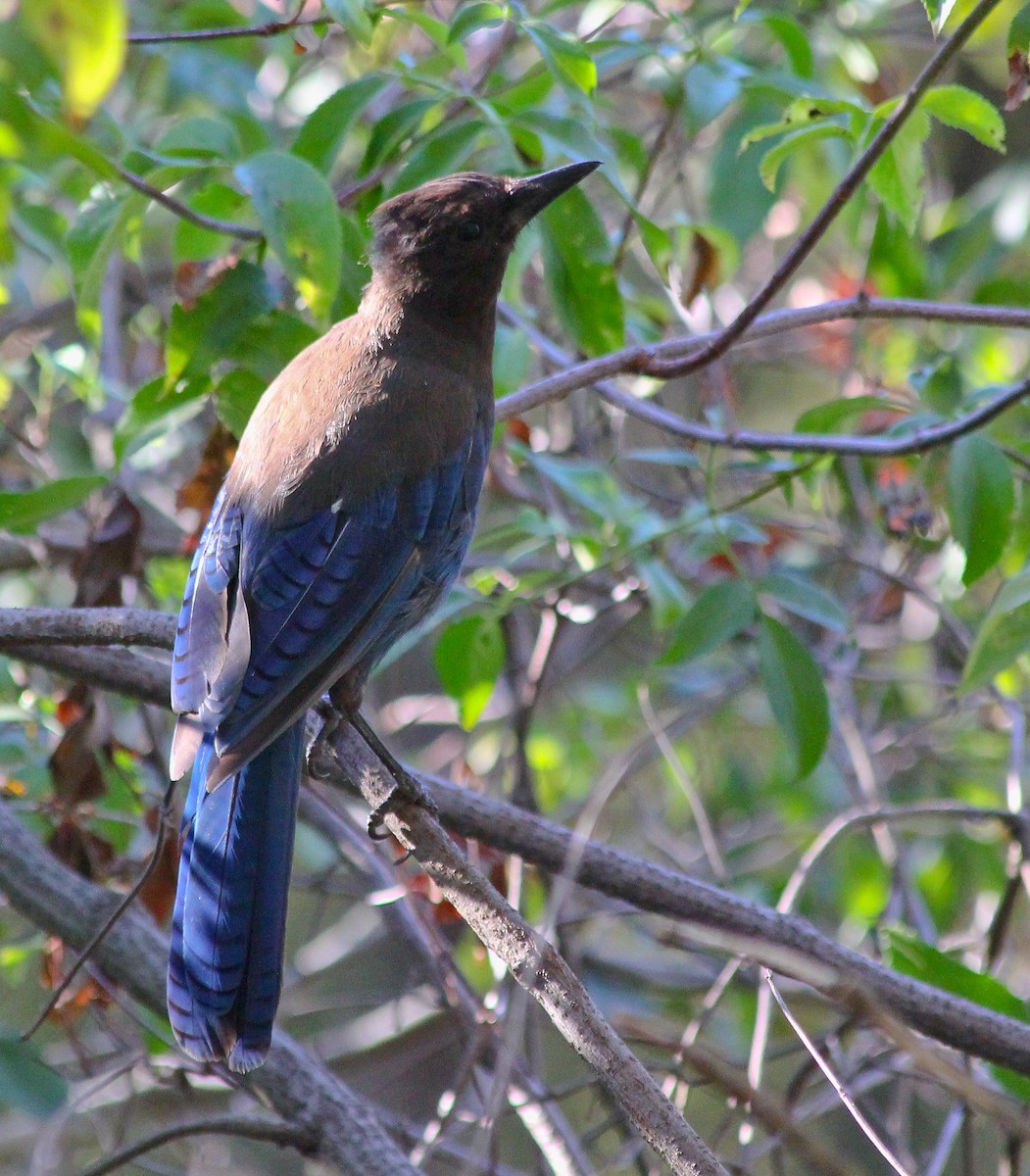 Steller Kargası - ML647852848