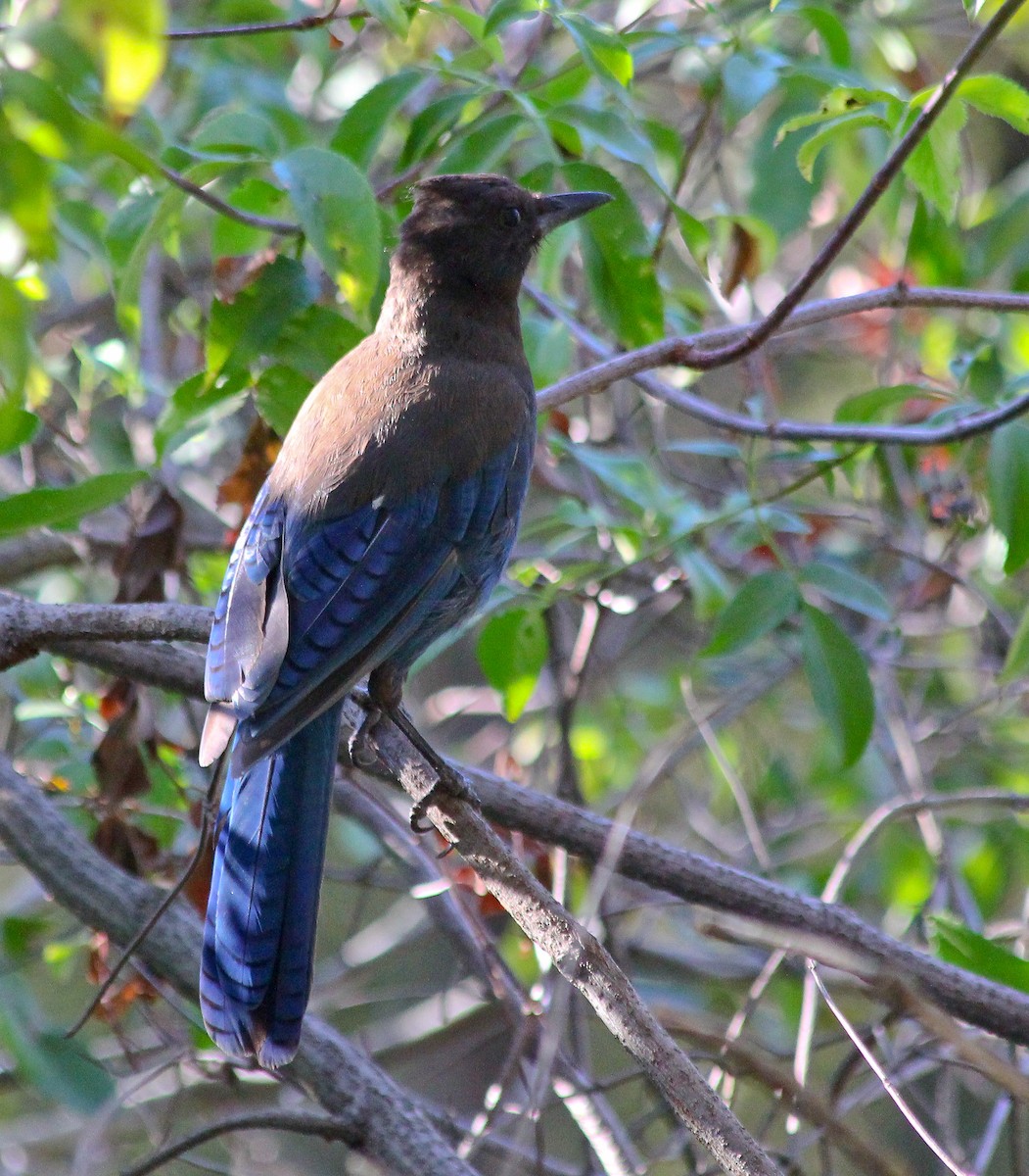 Steller Kargası - ML647852849