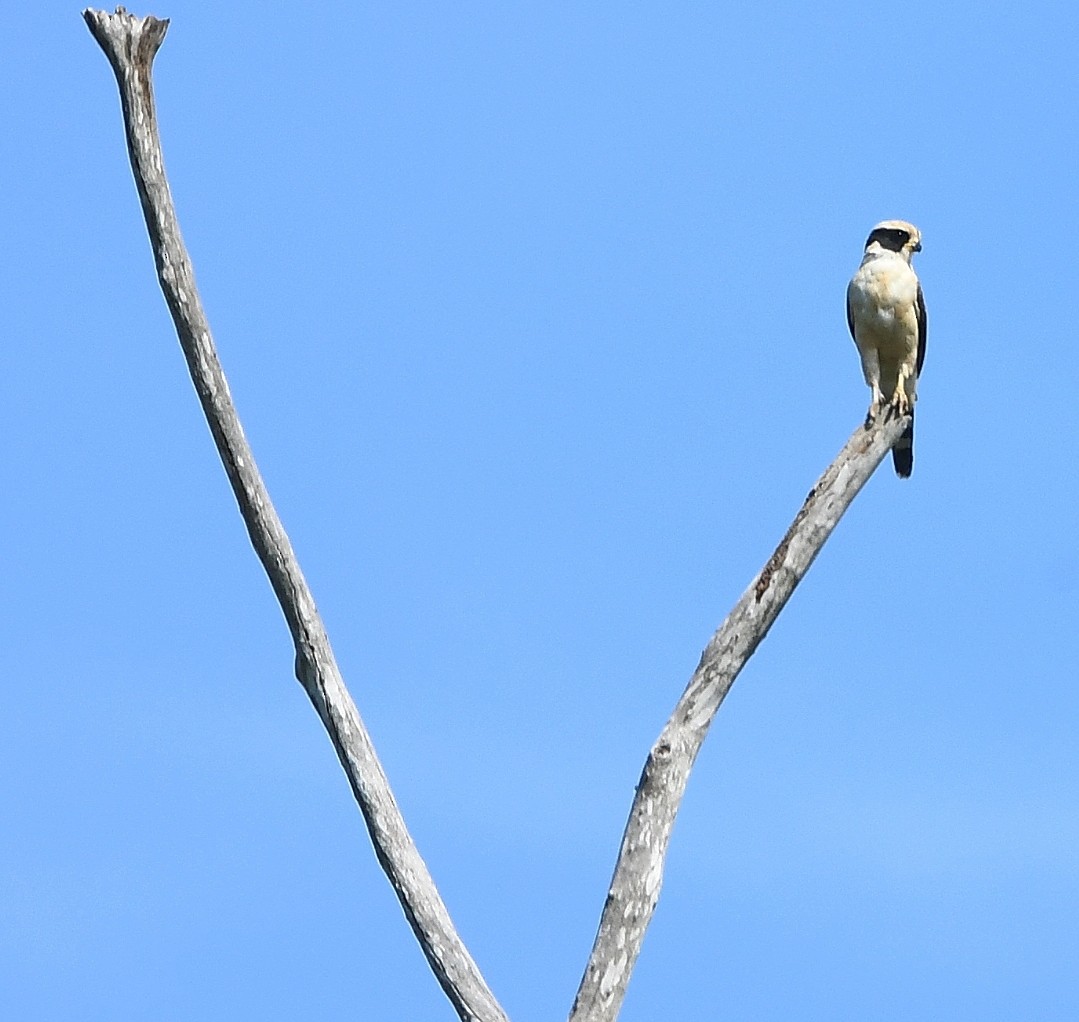 Kahkahacı Doğan - ML647852850