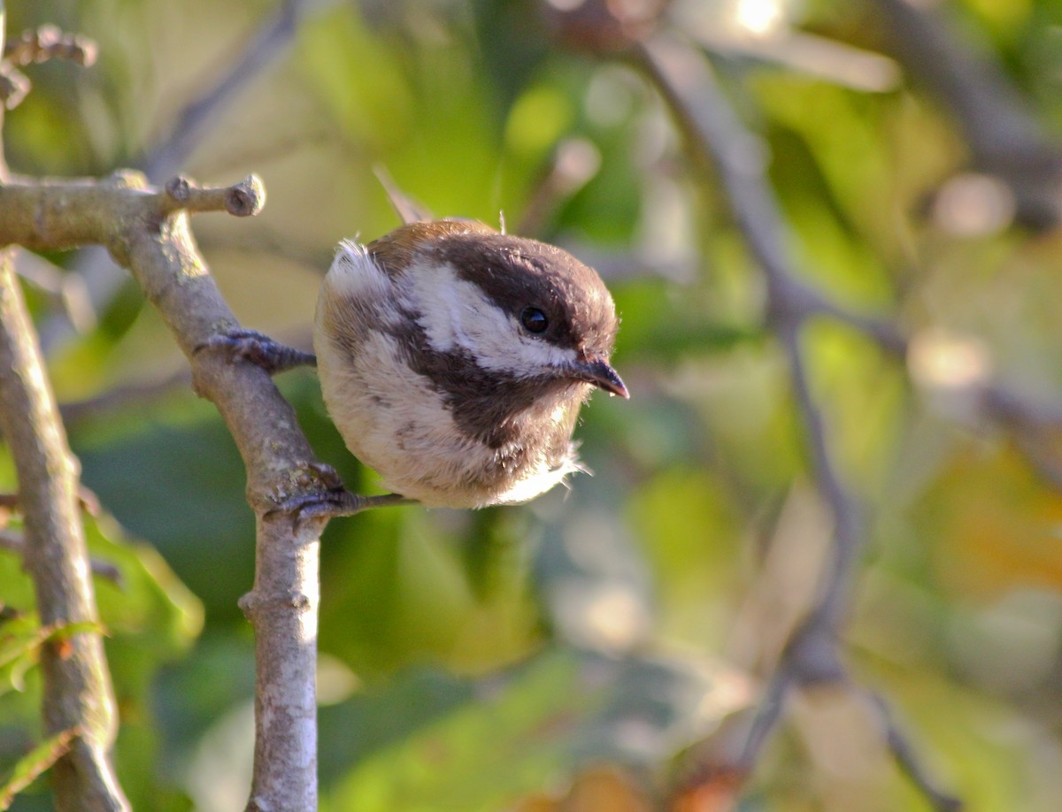 Kestane Sırtlı Baştankara - ML647852853