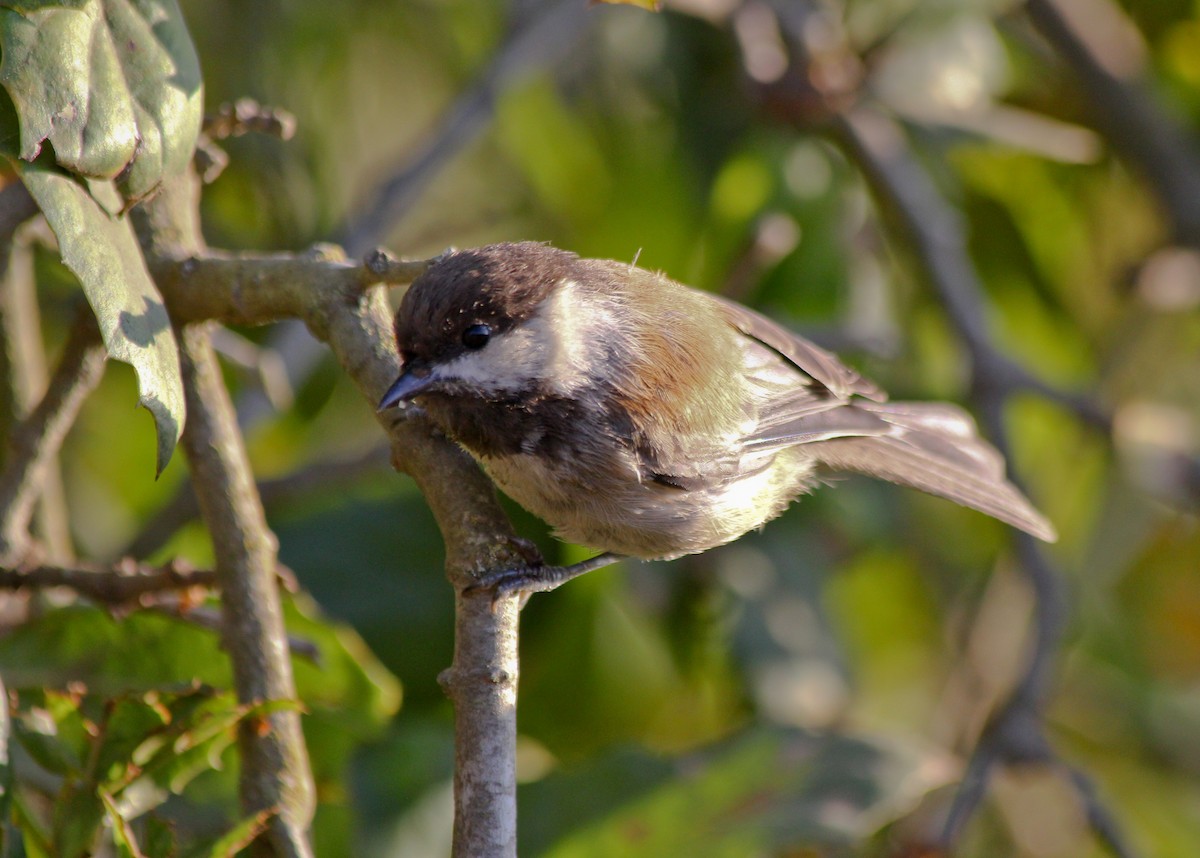 Kestane Sırtlı Baştankara - ML647852854