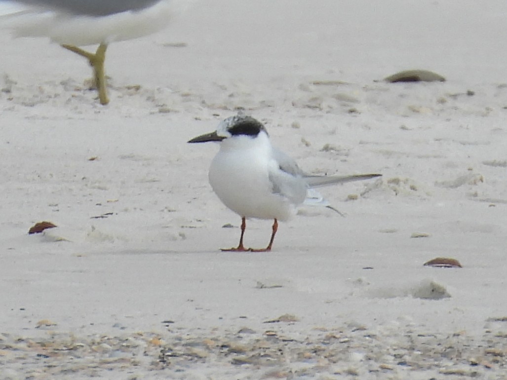 Maskeli Sumru - ML647852856