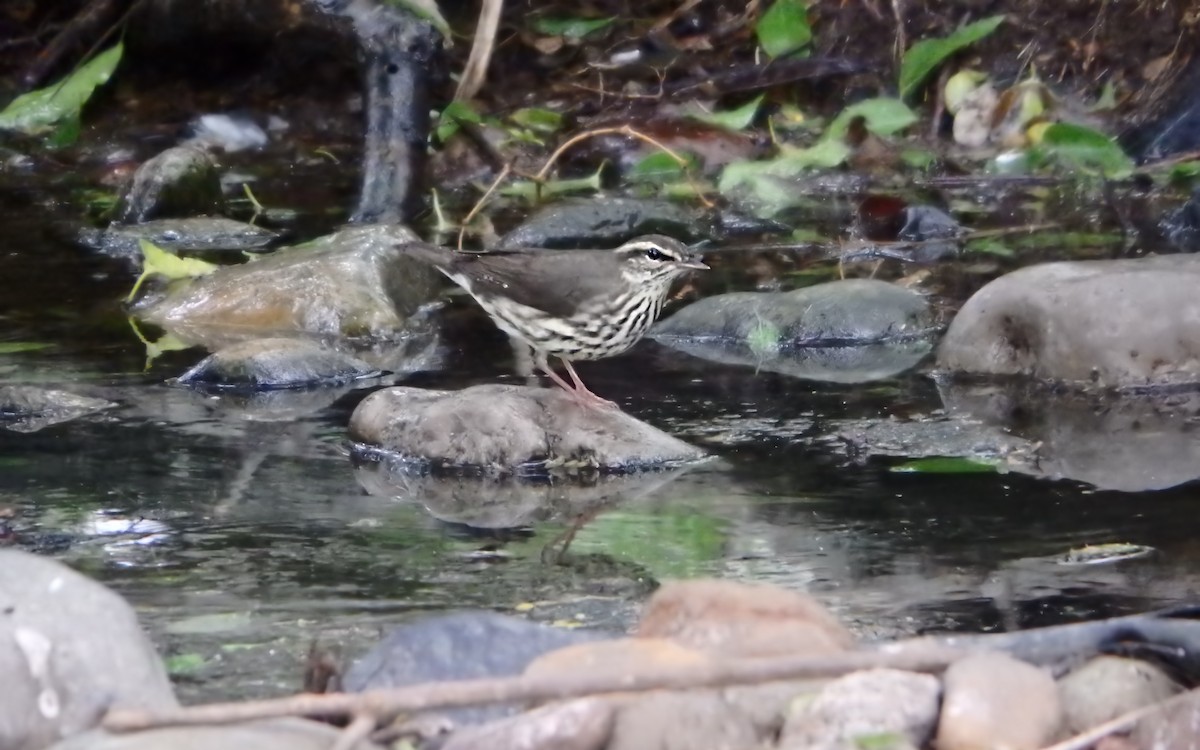 Kuzeyli Su Ötleğeni - ML647852866