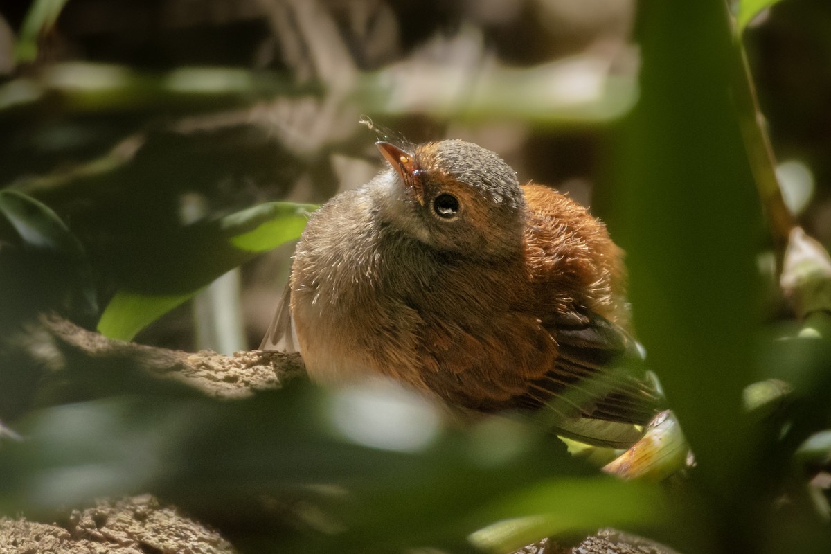 Avustralya Kızıl Katmerkuyruğu - ML647852867