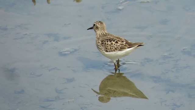 Cüce Kumkuşu - ML647852868