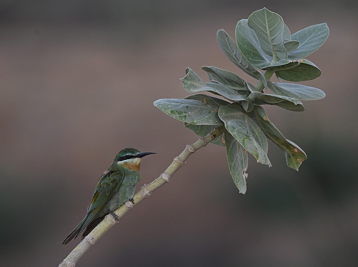 Yeşil Arıkuşu - ML647852869