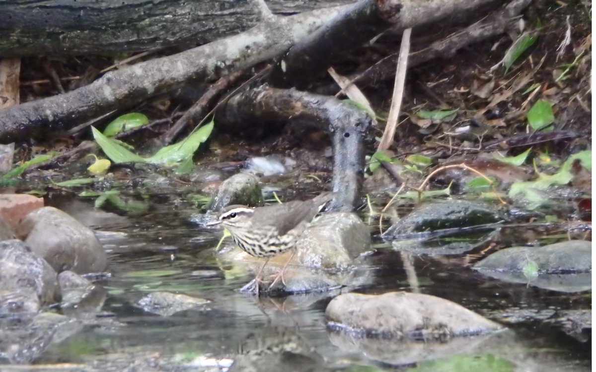 Kuzeyli Su Ötleğeni - ML647852870