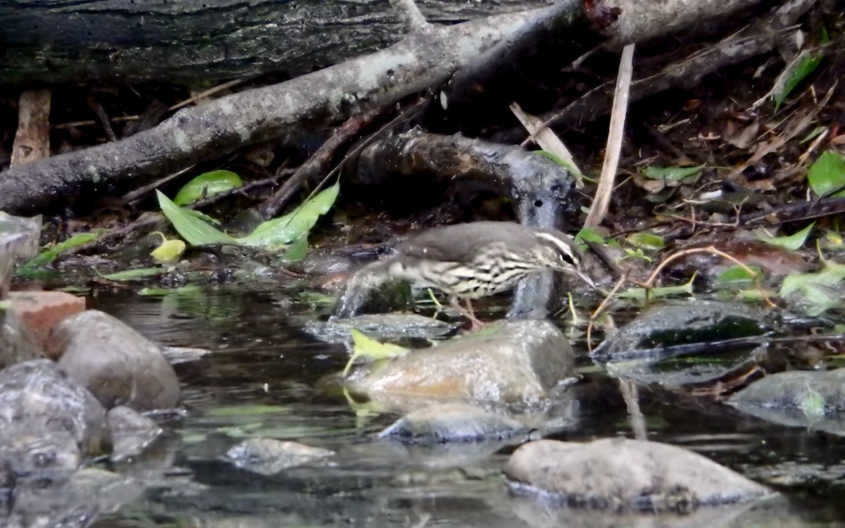 Kuzeyli Su Ötleğeni - ML647852873