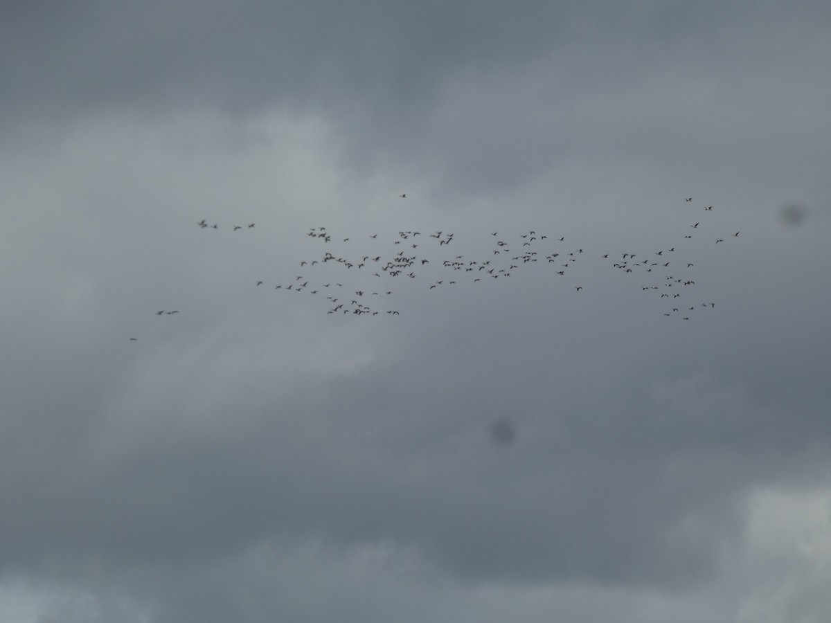 Kanada Kazı - ML647852874