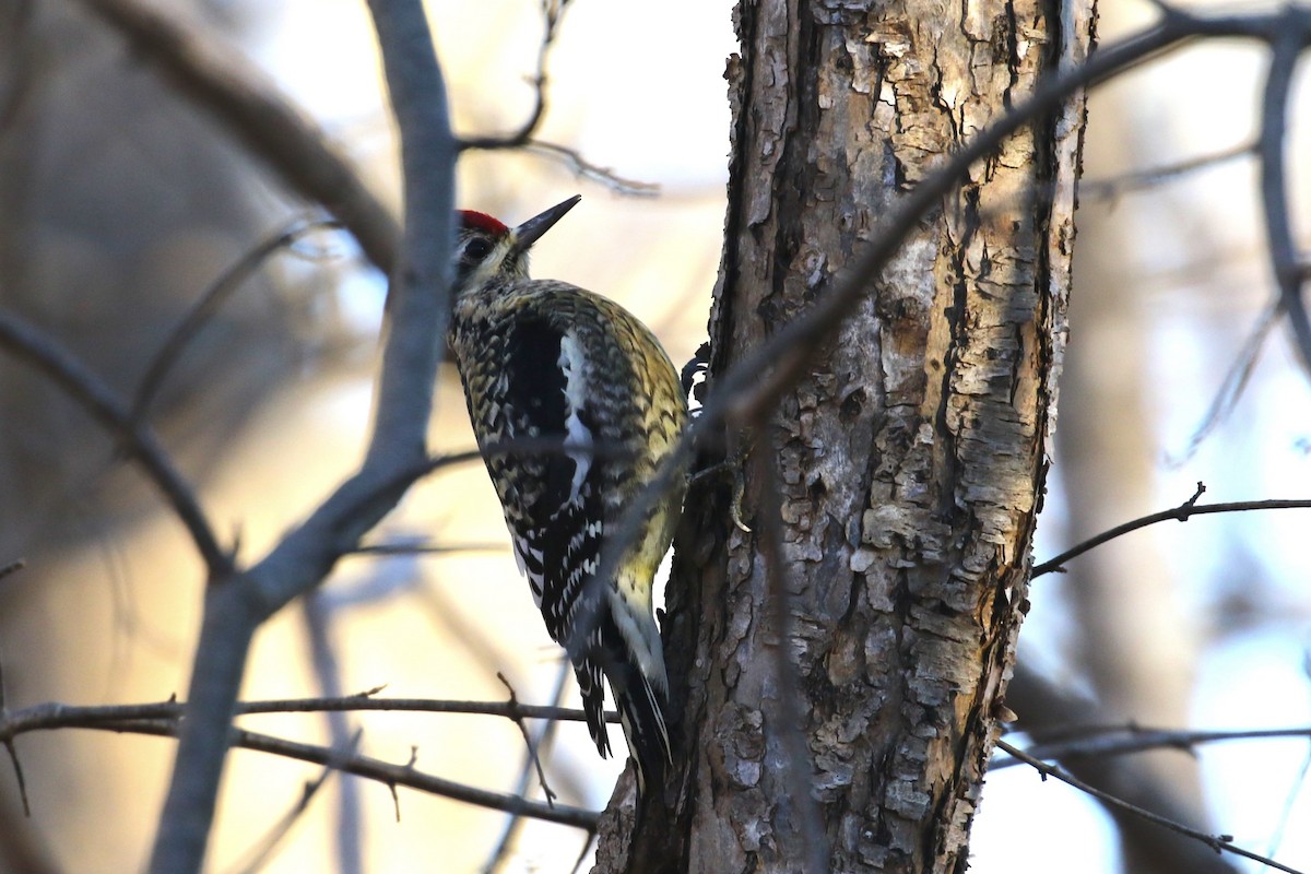 Sarı Karınlı Ağaçkakan - ML647852875