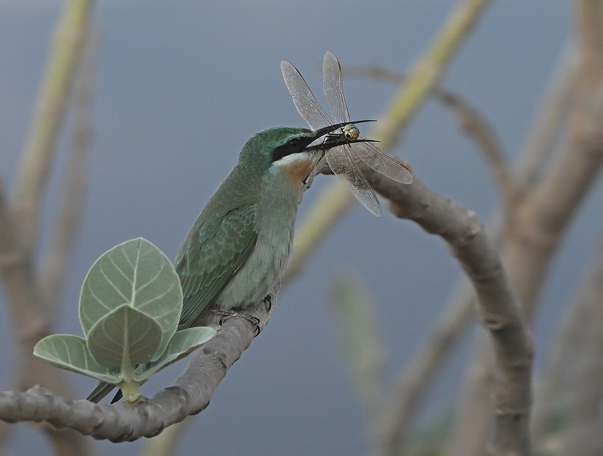 שרקרק ירוק - ML647852892