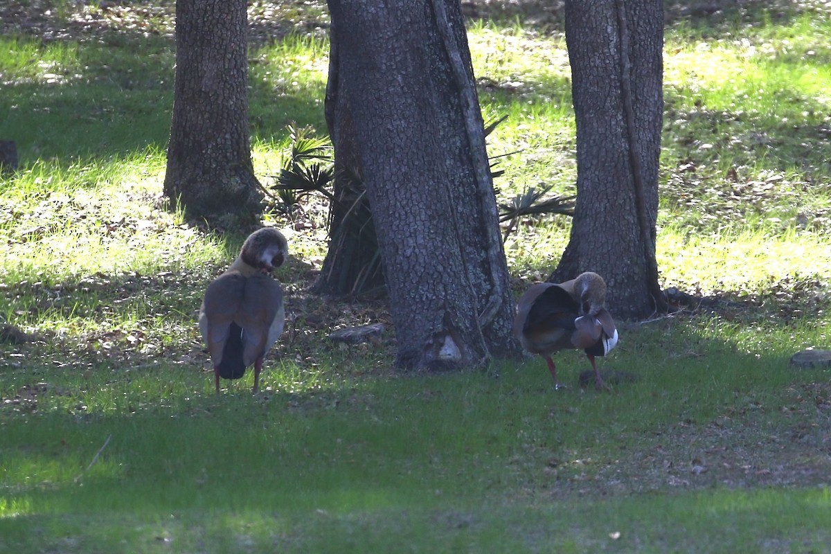 Ganso del Nilo - ML647852915