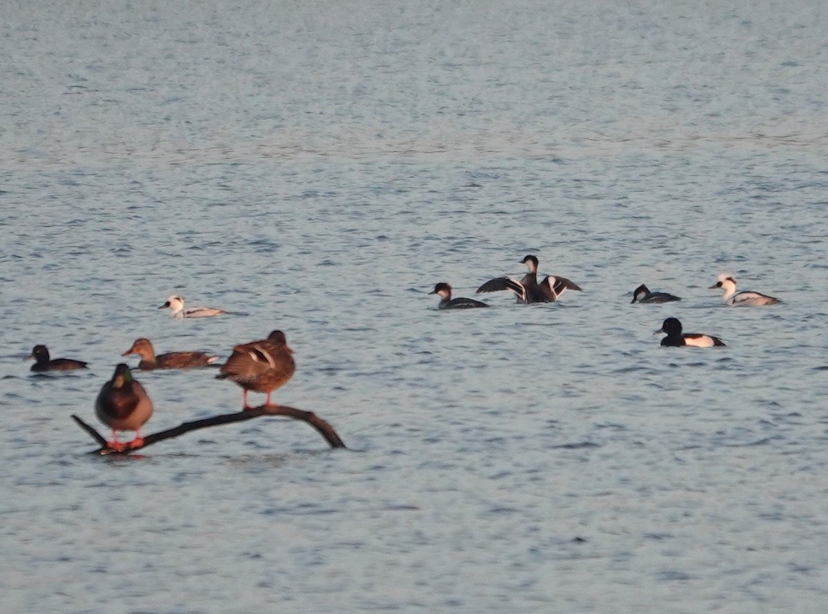 מרגון גמדי - ML647852922