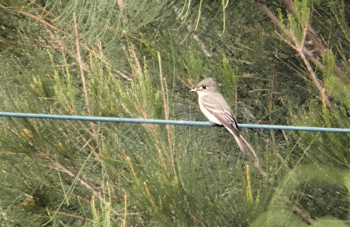 Eastern Wood-Pewee - ML647852939