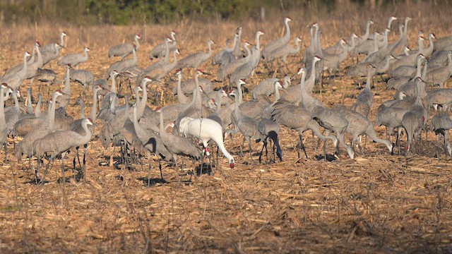 trompettrane - ML647852946