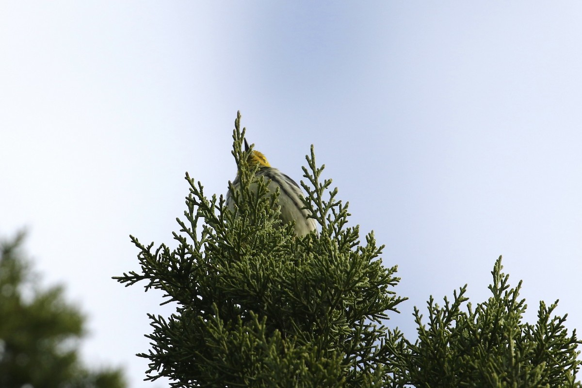 Reinita Dorsiverde - ML647852947