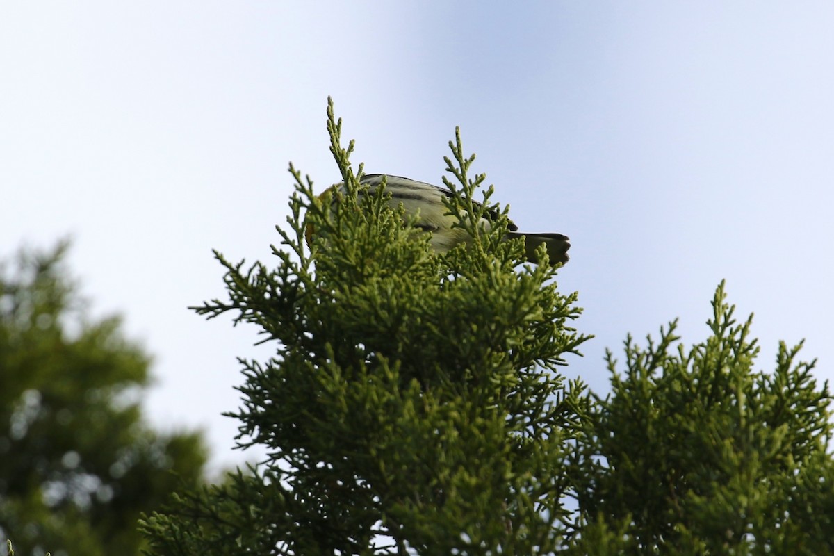 Reinita Dorsiverde - ML647852948