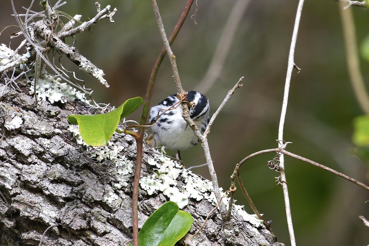 Reinita Trepadora - ML647852960