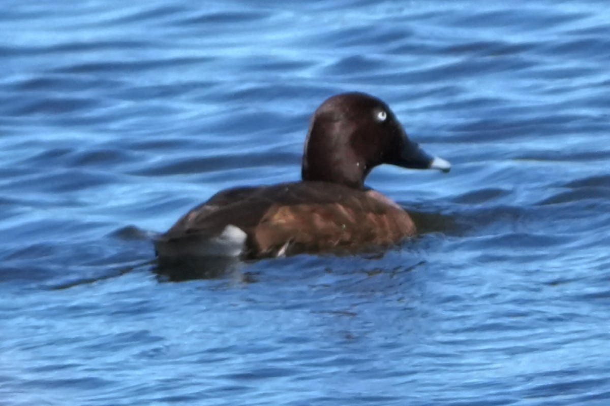 Hardhead - ML647852986