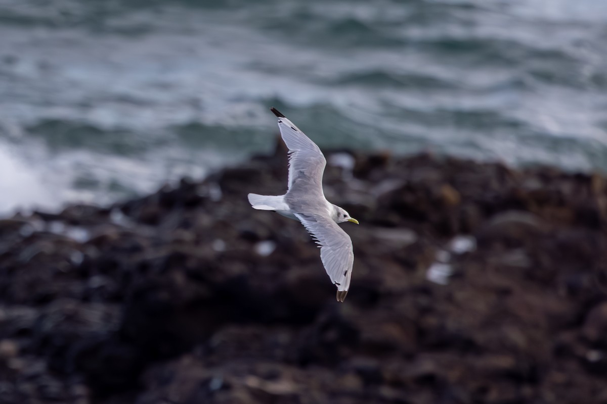 krykkje - ML647853001