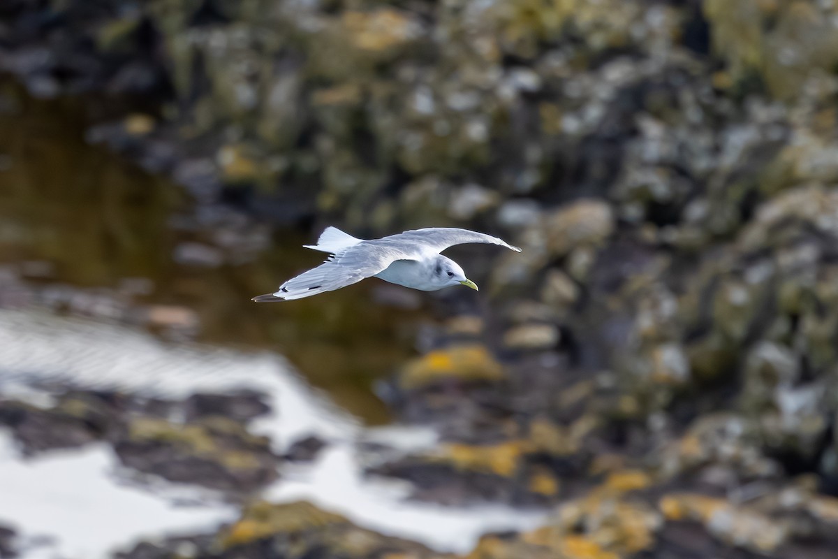 krykkje - ML647853002