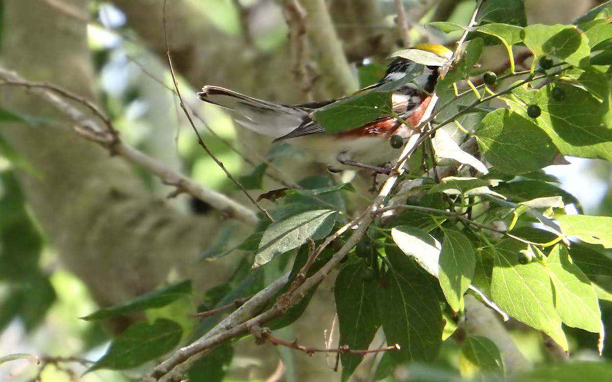 Reinita de Pensilvania - ML647853019