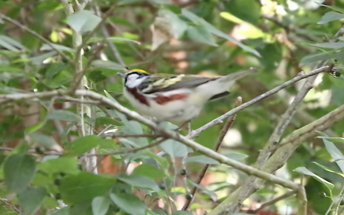 Reinita de Pensilvania - ML647853023