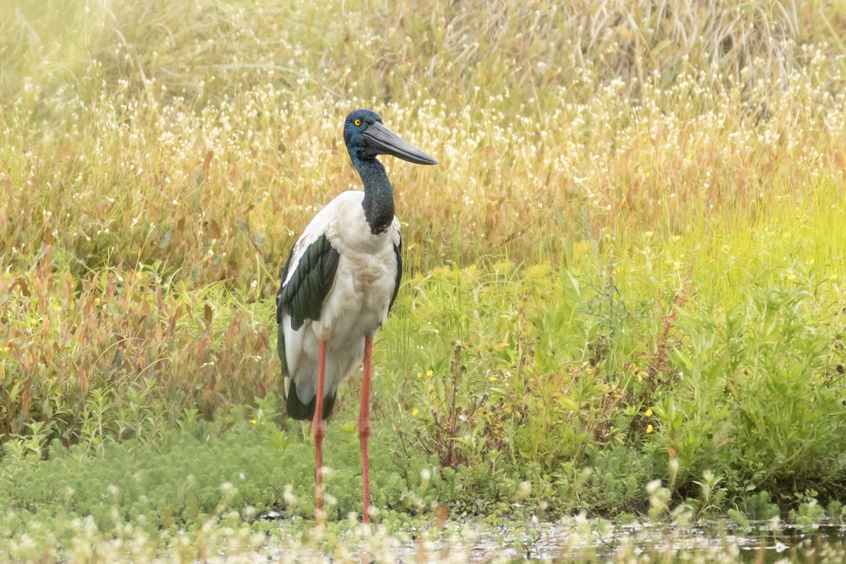 Black-necked Stork - ML647853027
