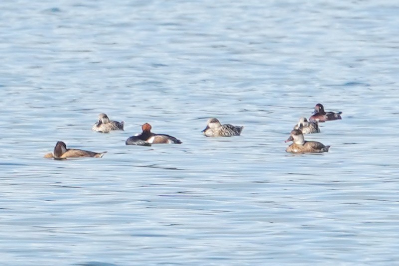 Marbled Duck - ML647853051
