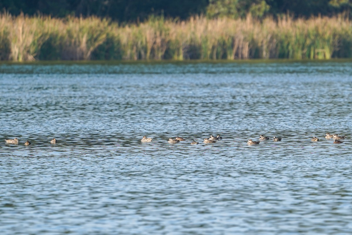 Marbled Duck - ML647853052