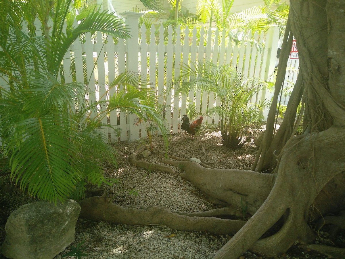 תרנגול בר - ML647853099