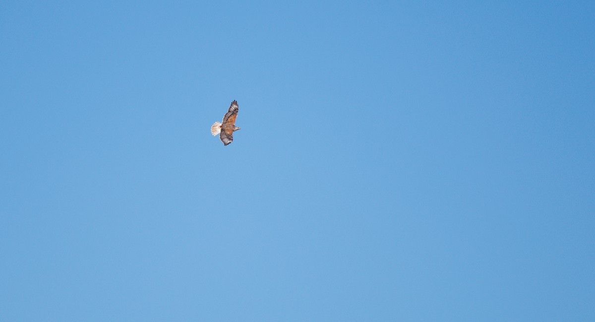 kongevåk - ML647853104