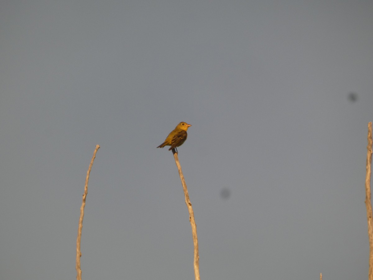 Piranga gorri-beltza - ML647853107