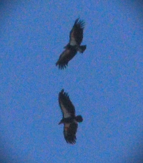 Kalifornienkondor - ML647853131