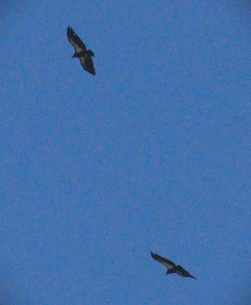 Kalifornienkondor - ML647853140