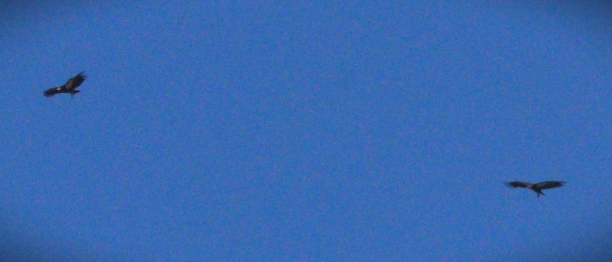 Kalifornienkondor - ML647853157