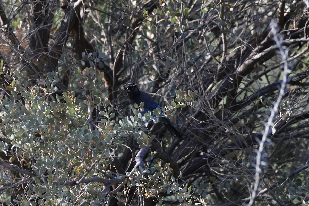Steller's Jay - ML647853162