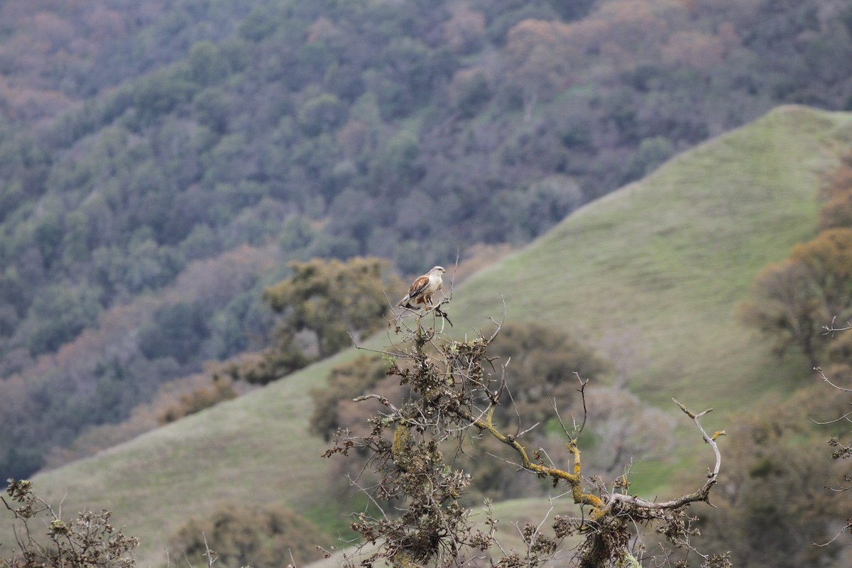 kongevåk - ML647853202