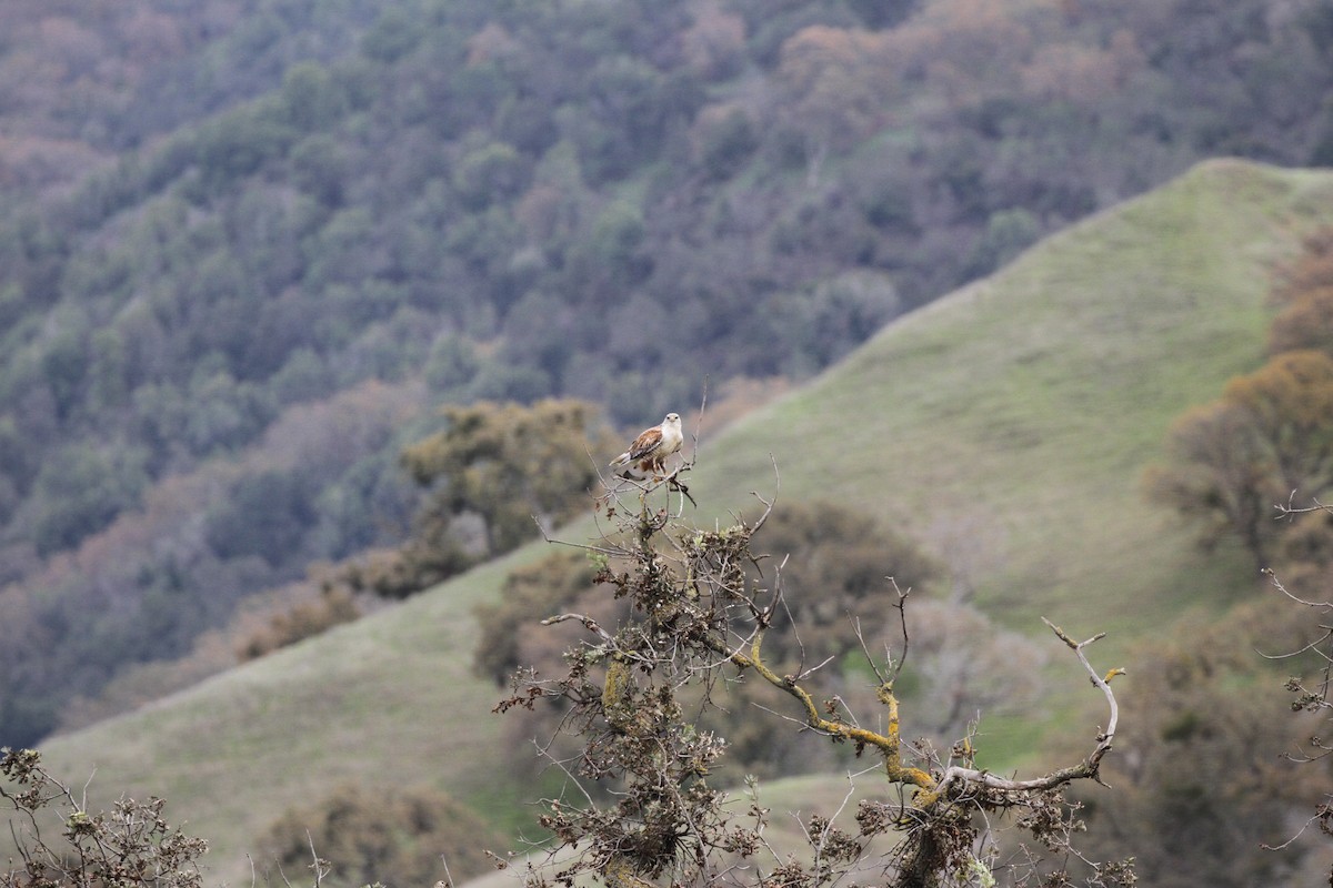 kongevåk - ML647853203