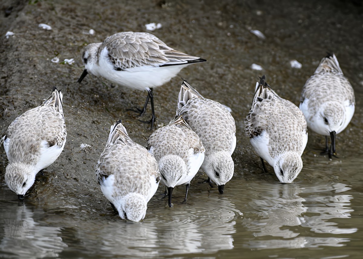 Sanderling - ML647853215