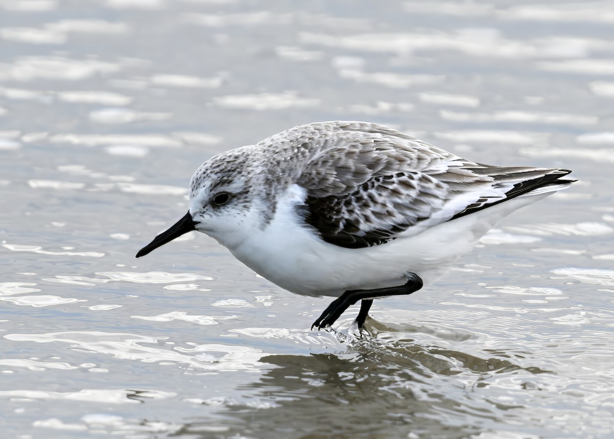 Sanderling - ML647853216