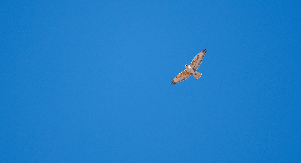 kongevåk - ML647853230