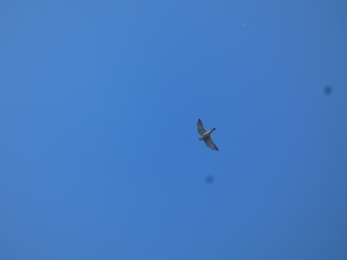 sokol stěhovavý - ML647853246