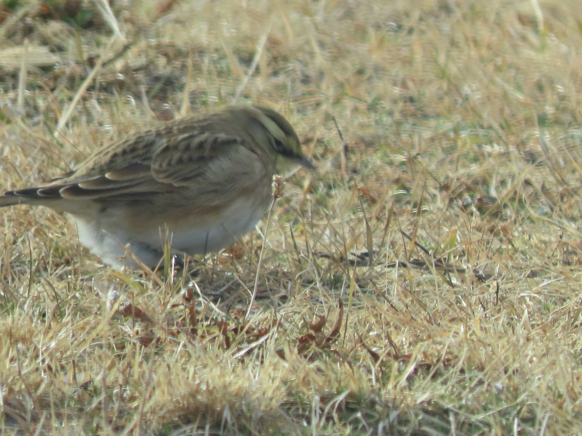 ハマヒバリ - ML647853276