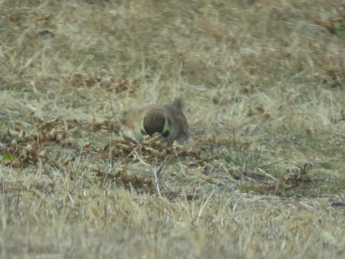 ハマヒバリ - ML647853277