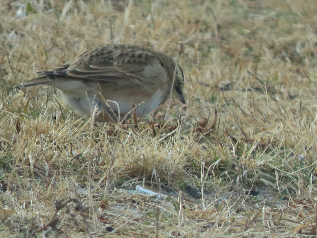 ハマヒバリ - ML647853278